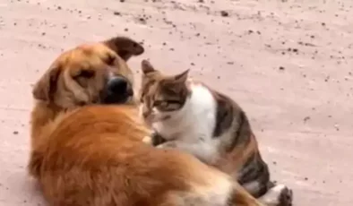 Düzce’de Kedi ve Köpeğin Şaşırtan Dostluğu